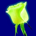 Monceau Fleurs lance la rose phosphorescente