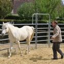 Des commerciaux et managers commerciaux d'HP France ont suivi une formation en développement personnel basée sur des exercices avec des chevaux.
