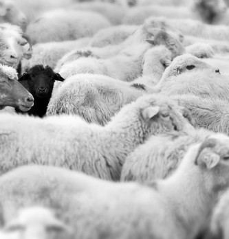 Management : Manager comme un maître berger